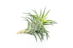 Tillandsia Neglecta Air Plant 6 Tillandsia Neglecta Air Plant -Air plant supply co. Tillandsia Air Plant Premium Neglecta3