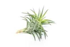 Tillandsia Neglecta Air Plant -Air plant supply co. Tillandsia Air Plant Premium Neglecta3 scaled