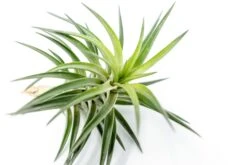 Tillandsia Neglecta Air Plant 7 Tillandsia Neglecta Air Plant -Air plant supply co. Tillandsia Air Plant Premium Neglecta4