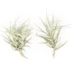 Tillandsia Paleacea Air Plant