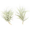 Tillandsia Paleacea Air Plant