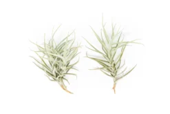 Tillandsia Paleacea Air Plant