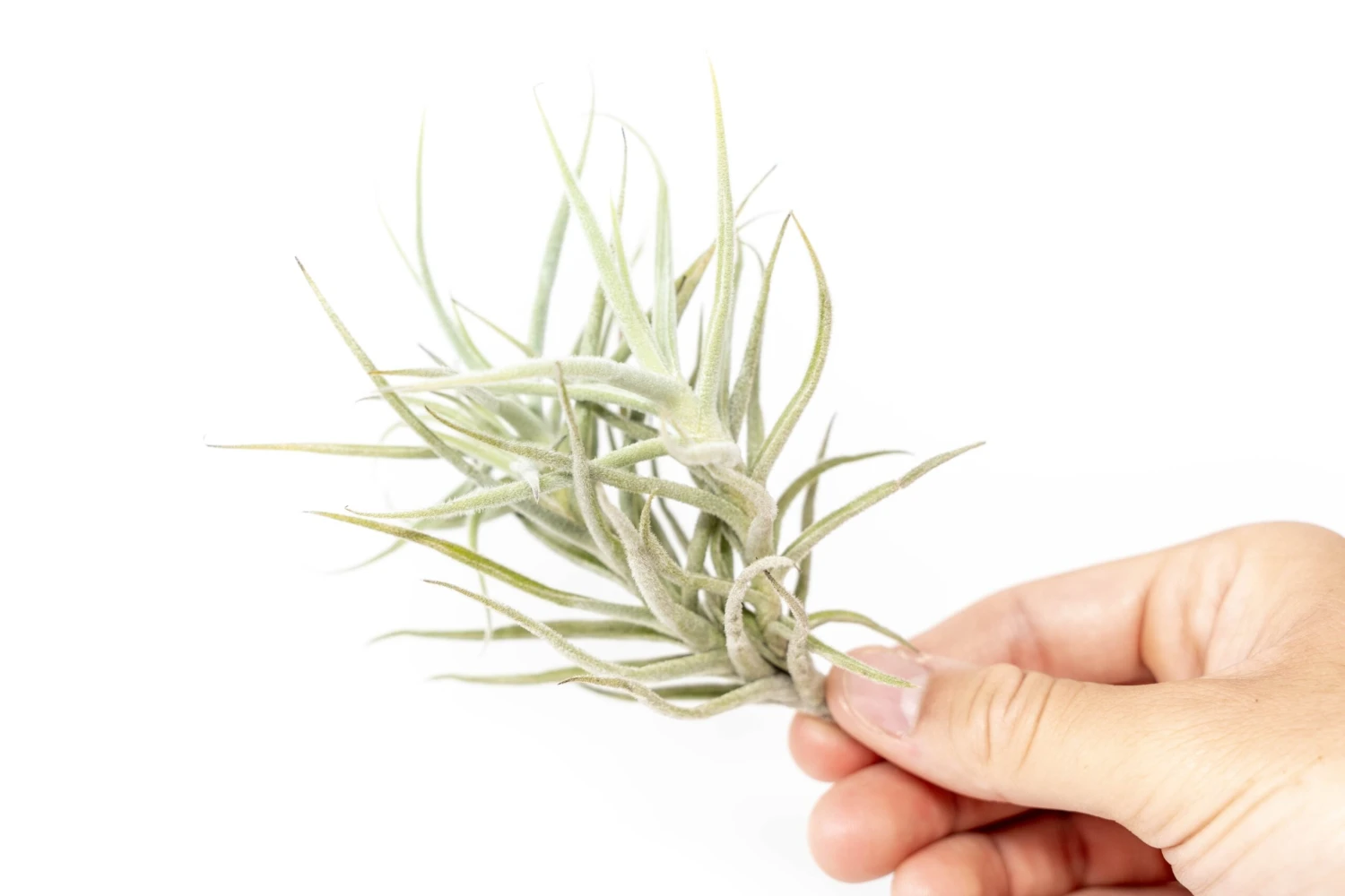 Tillandsia Paleacea Air Plant 2 Tillandsia Paleacea Air Plant - Image 2