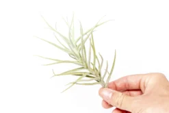 Tillandsia Paleacea Air Plant -Air plant supply co. Tillandsia Air Plant Premium Paleacea3 scaled