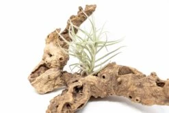 Tillandsia Paleacea Air Plant 7 Tillandsia Paleacea Air Plant -Air plant supply co. Tillandsia Air Plant Premium Paleacea4