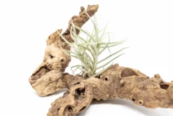 Tillandsia Paleacea Air Plant -Air plant supply co. Tillandsia Air Plant Premium Paleacea4 scaled