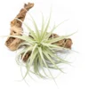 Tillandsia Purpurea Air Plant