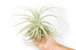 Tillandsia Purpurea Air Plant -Air plant supply co. Tillandsia Air Plant Premium Purpurea5 scaled