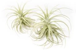 Tillandsia Purpurea Air Plant -Air plant supply co. Tillandsia Air Plant Premium Purpurea6