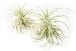 Tillandsia Purpurea Air Plant -Air plant supply co. Tillandsia Air Plant Premium Purpurea6 scaled