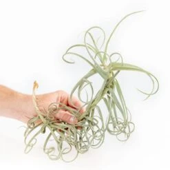 Tillandsia Duratii - Multiple Sizes - Limited Quantities -Air plant supply co. Tillandsia Air Plant Premium Duratii3 1 min