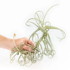 Tillandsia Duratii - Multiple Sizes - Limited Quantities -Air plant supply co. Tillandsia Air Plant Premium Duratii3 1 min scaled