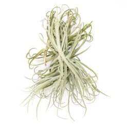 Tillandsia Duratii - Multiple Sizes - Limited Quantities -Air plant supply co. Tillandsia Air Plant Premium Duratii6