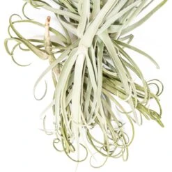 Tillandsia Duratii - Multiple Sizes - Limited Quantities -Air plant supply co. Tillandsia Air Plant Premium Duratii7