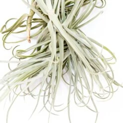 Tillandsia Duratii - Multiple Sizes - Limited Quantities -Air plant supply co. Tillandsia Air Plant Premium Duratii8
