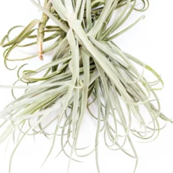 Tillandsia Duratii - Multiple Sizes - Limited Quantities -Air plant supply co. Tillandsia Air Plant Premium Duratii8 scaled