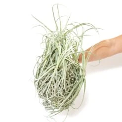 Tillandsia Duratii - Multiple Sizes - Limited Quantities -Air plant supply co. Tillandsia Air Plant Premium Duratii 1 aec044c4 5a94 4345 a469 9810ae4b6ef8