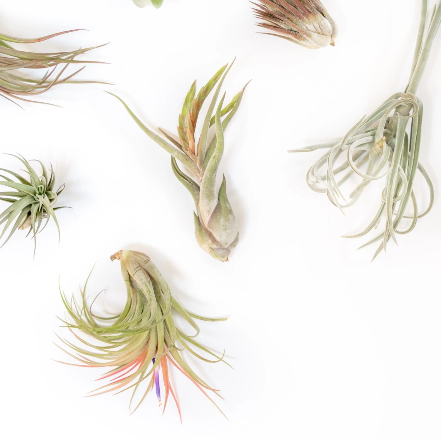 SALE - Tillandsia Air Plant Grab Bag Of Premium Medium & Large Plants - Set Of 10 - 50% Off 3 SALE - Tillandsia Air Plant Grab Bag Of Premium Medium & Large Plants - Set Of 10 - 50% Off - Image 3