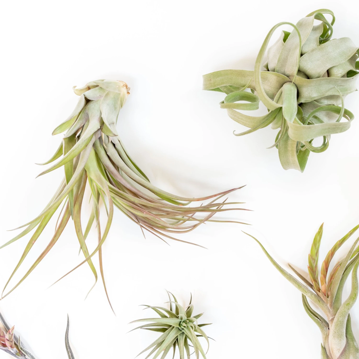 SALE - Tillandsia Air Plant Grab Bag Of Premium Medium & Large Plants - Set Of 10 - 50% Off 2 SALE - Tillandsia Air Plant Grab Bag Of Premium Medium & Large Plants - Set Of 10 - 50% Off - Image 2