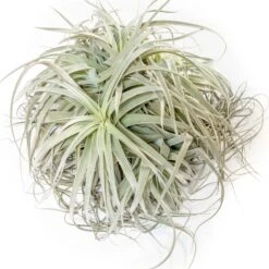 Giant Tillandsia Straminea Clumps - Specimen Plants - Limited Quantities 5 Giant Tillandsia Straminea Clumps - Specimen Plants - Limited Quantities -Air plant supply co. Tillandsia Air Plant Premium Straminea Clump