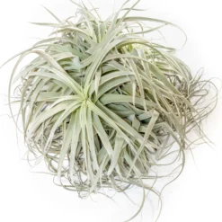 Giant Tillandsia Straminea Clumps - Specimen Plants - Limited Quantities -Air plant supply co. Tillandsia Air Plant Premium Straminea Clump scaled