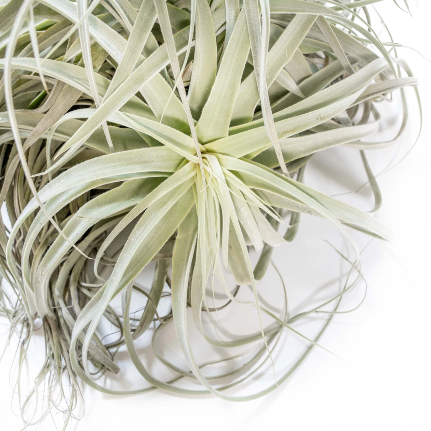 Giant Tillandsia Straminea Clumps - Specimen Plants - Limited Quantities 2 Giant Tillandsia Straminea Clumps - Specimen Plants - Limited Quantities - Image 2