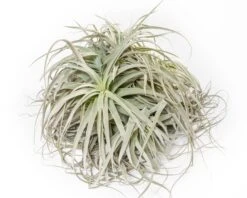 Giant Tillandsia Straminea Clumps - Specimen Plants - Limited Quantities