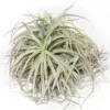 Giant Tillandsia Straminea Clumps - Specimen Plants - Limited Quantities