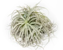 Giant Tillandsia Straminea Clumps - Specimen Plants - Limited Quantities