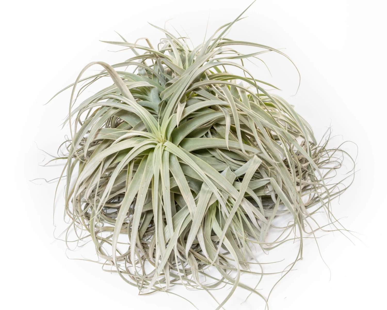 Giant Tillandsia Straminea Clumps - Specimen Plants - Limited Quantities 1 Giant Tillandsia Straminea Clumps - Specimen Plants - Limited Quantities