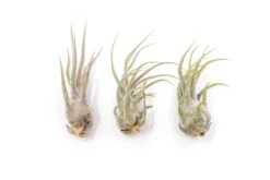 [IN BLUSH NOW!] Tillandsia Pruinosa Air Plants -Air plant supply co. Tillandsia Air Plant Pruinosa 2