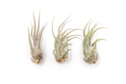 [IN BLUSH NOW!] Tillandsia Pruinosa Air Plants -Air plant supply co. Tillandsia Air Plant Pruinosa 2 scaled