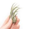 [IN BLUSH NOW!] Tillandsia Pruinosa Air Plants