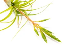 Tillandsia Roland Gosselini Air Plant -Air plant supply co. Tillandsia Air Plant Roland Gosselini2 scaled