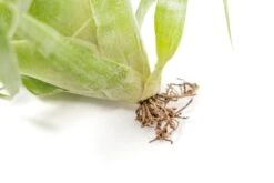 Award Winning Tillandsia Samantha 'T. Mooreana X Kalmbacheri' - Hybrid -Air plant supply co. Tillandsia Air Plant Samantha T.mooreana kalmbacheri Supply 10