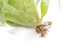 Award Winning Tillandsia Samantha 'T. Mooreana X Kalmbacheri' - Hybrid -Air plant supply co. Tillandsia Air Plant Samantha T.mooreana kalmbacheri Supply 10 scaled