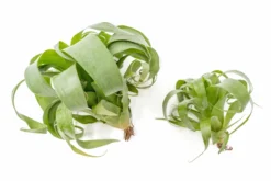 Award Winning Tillandsia Samantha 'T. Mooreana X Kalmbacheri' - Hybrid -Air plant supply co. Tillandsia Air Plant Samantha T.mooreana kalmbacheri Supply 11 scaled