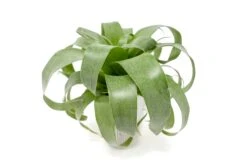 Award Winning Tillandsia Samantha 'T. Mooreana X Kalmbacheri' - Hybrid -Air plant supply co. Tillandsia Air Plant Samantha T.mooreana kalmbacheri Supply 2