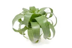 Award Winning Tillandsia Samantha 'T. Mooreana X Kalmbacheri' - Hybrid -Air plant supply co. Tillandsia Air Plant Samantha T.mooreana kalmbacheri Supply 2 scaled