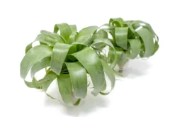 Award Winning Tillandsia Samantha 'T. Mooreana X Kalmbacheri' - Hybrid