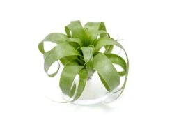 Award Winning Tillandsia Samantha 'T. Mooreana X Kalmbacheri' - Hybrid -Air plant supply co. Tillandsia Air Plant Samantha T.mooreana kalmbacheri Supply 6