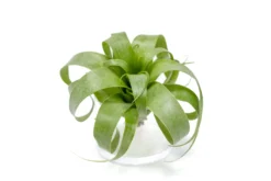 Award Winning Tillandsia Samantha 'T. Mooreana X Kalmbacheri' - Hybrid -Air plant supply co. Tillandsia Air Plant Samantha T.mooreana kalmbacheri Supply 6 scaled