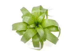 Award Winning Tillandsia Samantha 'T. Mooreana X Kalmbacheri' - Hybrid -Air plant supply co. Tillandsia Air Plant Samantha T.mooreana kalmbacheri Supply 7