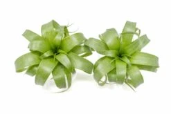 Award Winning Tillandsia Samantha 'T. Mooreana X Kalmbacheri' - Hybrid -Air plant supply co. Tillandsia Air Plant Samantha T.mooreana kalmbacheri Supply 8