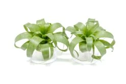 Award Winning Tillandsia Samantha 'T. Mooreana X Kalmbacheri' - Hybrid -Air plant supply co. Tillandsia Air Plant Samantha T.mooreana kalmbacheri Supply 9