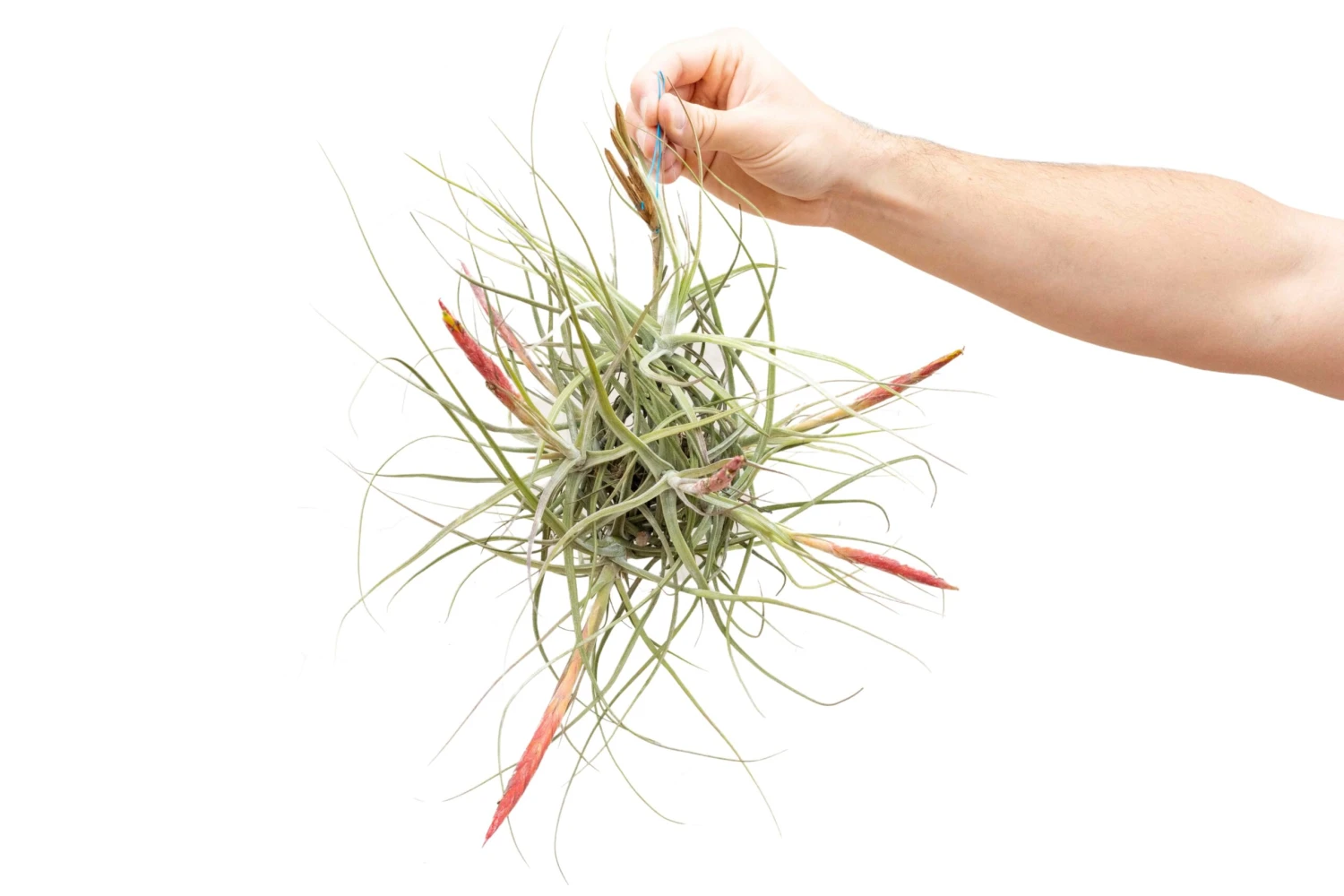 Tillandsia Schiedeana Clump Air Plant 1 Tillandsia Schiedeana Clump Air Plant
