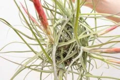 Tillandsia Schiedeana Clump Air Plant 6 Tillandsia Schiedeana Clump Air Plant -Air plant supply co. Tillandsia Air Plant Schiedeana Clump 2