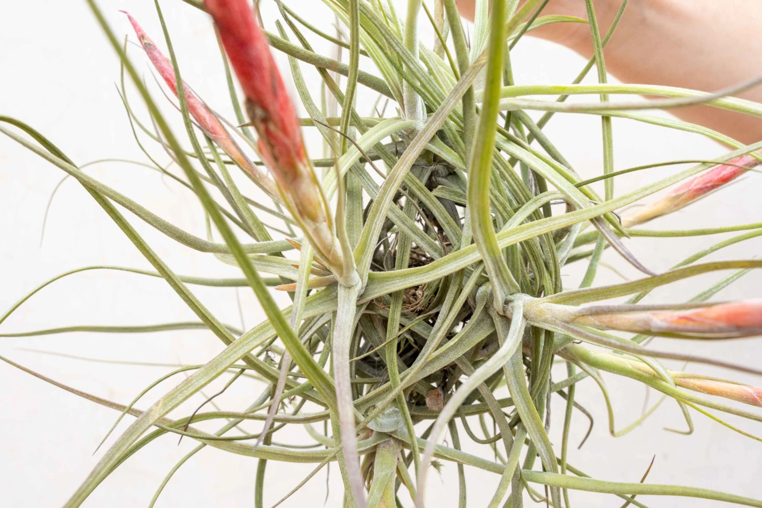 Tillandsia Schiedeana Clump Air Plant 3 Tillandsia Schiedeana Clump Air Plant - Image 3