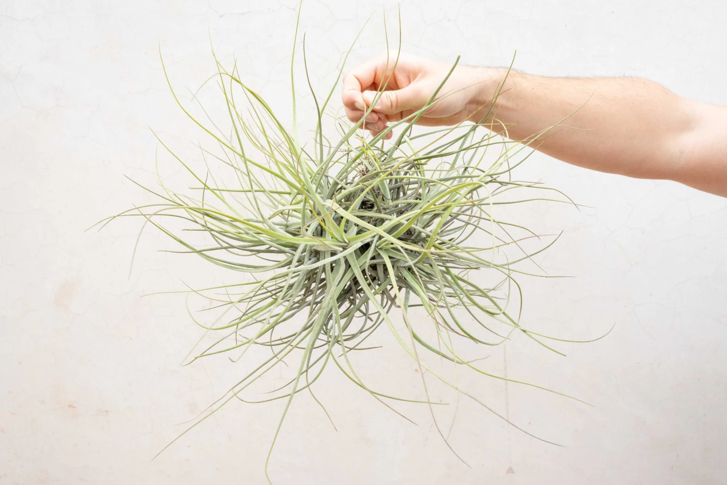 Tillandsia Schiedeana Clump Air Plant 2 Tillandsia Schiedeana Clump Air Plant - Image 2