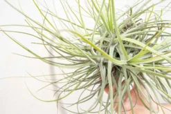 Tillandsia Schiedeana Clump Air Plant -Air plant supply co. Tillandsia Air Plant Schiedeana Clump 5 scaled